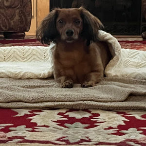 Meet your Posher, Lilli